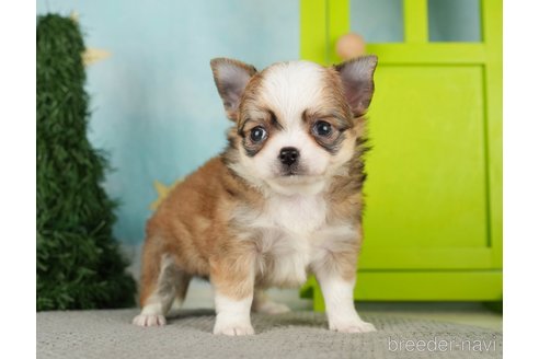 成約済の千葉県のチワワ(ロングコート)-275735の4枚目