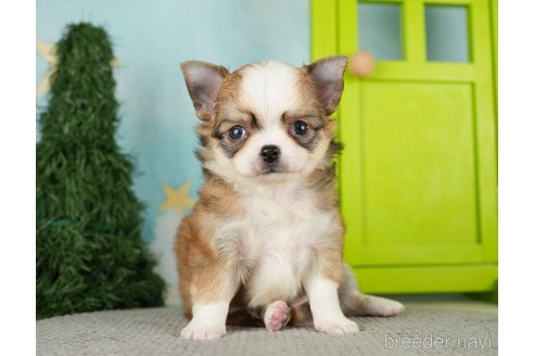 成約済の千葉県のチワワ(ロングコート)-275735の5枚目