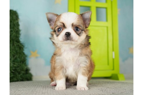 成約済の千葉県のチワワ(ロングコート)-275735の3枚目