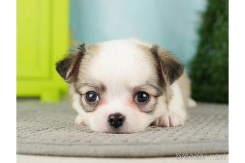 成約済の千葉県のチワワ(ロングコート)-275739の17枚目