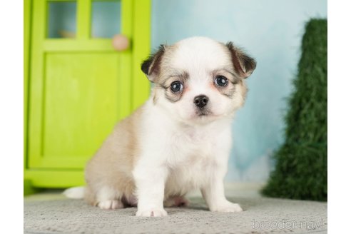 成約済の千葉県のチワワ(ロングコート)-275739の18枚目