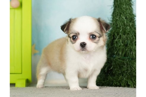 成約済の千葉県のチワワ(ロングコート)-275739の14枚目