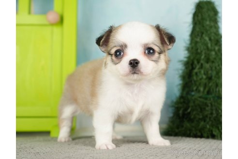 成約済の千葉県のチワワ(ロングコート)-275739の15枚目