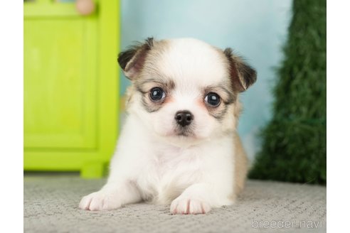 成約済の千葉県のチワワ(ロングコート)-275739の1枚目