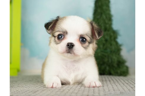 成約済の千葉県のチワワ(ロングコート)-275739の13枚目