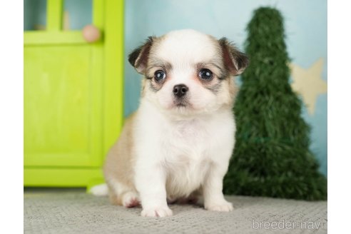 成約済の千葉県のチワワ(ロングコート)-275739の11枚目