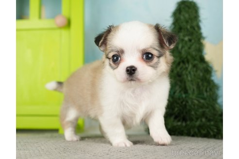 成約済の千葉県のチワワ(ロングコート)-275739の12枚目