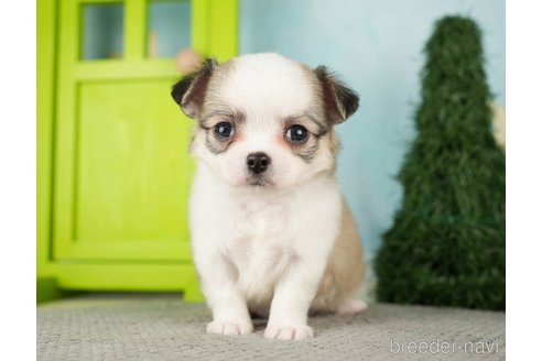 成約済の千葉県のチワワ(ロングコート)-275739の10枚目