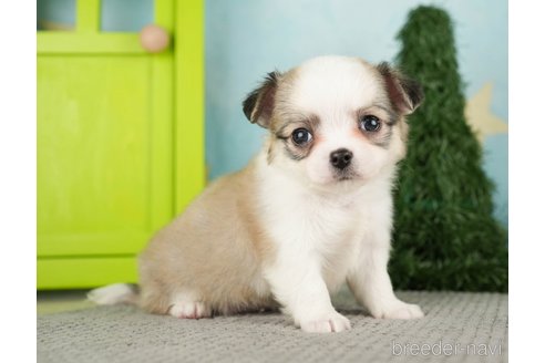 成約済の千葉県のチワワ(ロングコート)-275739の9枚目