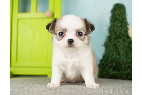 成約済の千葉県のチワワ(ロングコート)-275739の8枚目