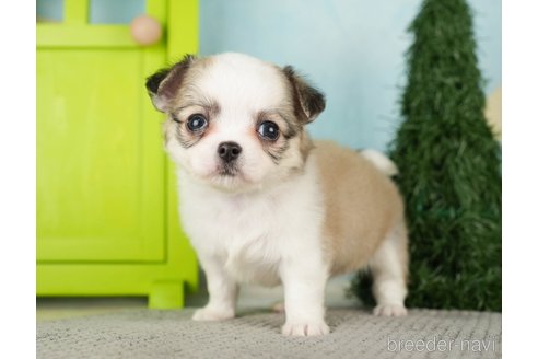 成約済の千葉県のチワワ(ロングコート)-275739の6枚目