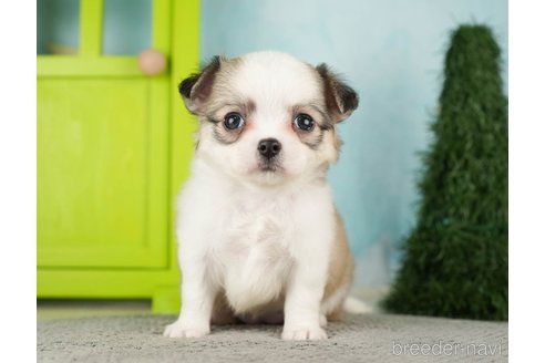 成約済の千葉県のチワワ(ロングコート)-275739の7枚目