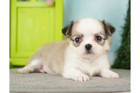 成約済の千葉県のチワワ(ロングコート)-275739の5枚目