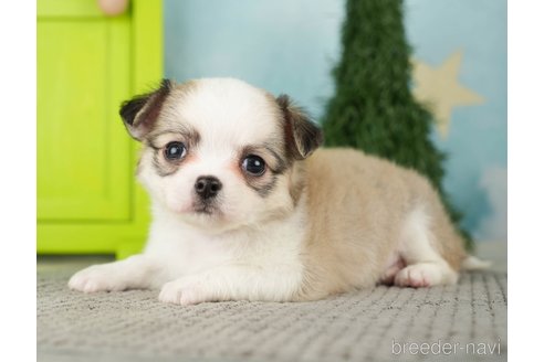 成約済の千葉県のチワワ(ロングコート)-275739の2枚目