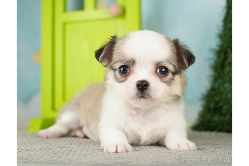 成約済の千葉県のチワワ(ロングコート)-275739の4枚目