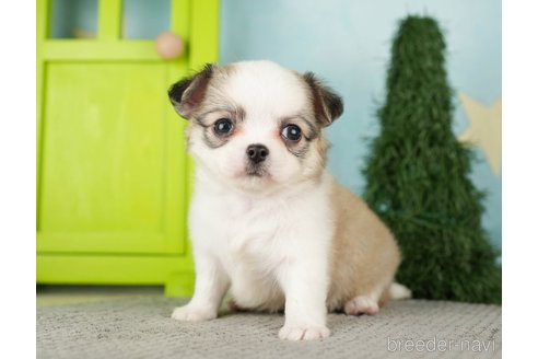 成約済の千葉県のチワワ(ロングコート)-275739の3枚目