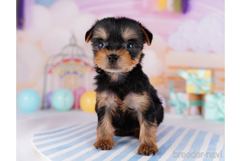 成約済の千葉県のヨークシャーテリア-275744の7枚目