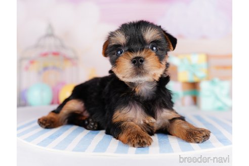 成約済の千葉県のヨークシャーテリア-275744の6枚目