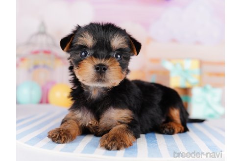 成約済の千葉県のヨークシャーテリア-275744の3枚目