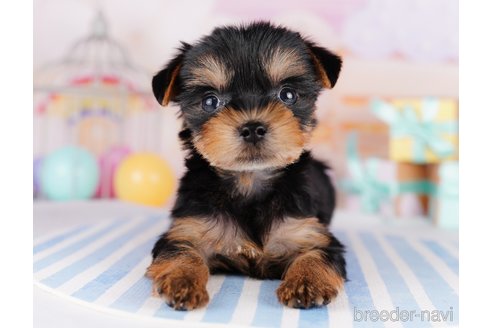 成約済の千葉県のヨークシャーテリア-275744の4枚目