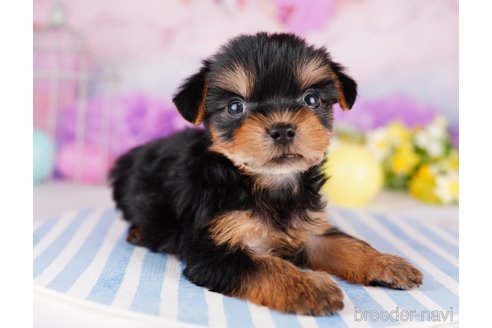 成約済の千葉県のヨークシャーテリア-275745の4枚目