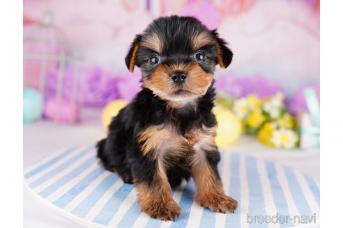 成約済の千葉県のヨークシャーテリア-275745の5枚目