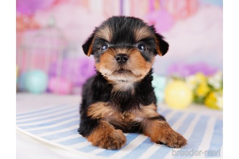 成約済の千葉県のヨークシャーテリア-275745の6枚目