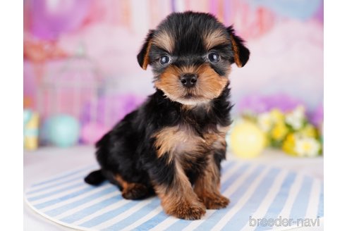 成約済の千葉県のヨークシャーテリア-275745の7枚目