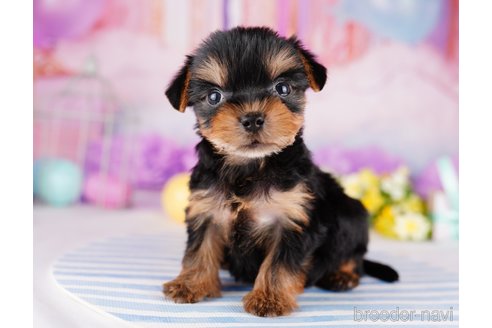 成約済の千葉県のヨークシャーテリア-275745の8枚目