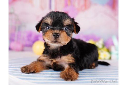 成約済の千葉県のヨークシャーテリア-275745の1枚目