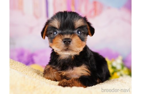 成約済の千葉県のヨークシャーテリア-275745の3枚目