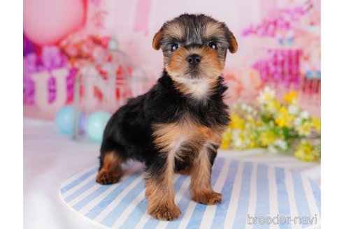 成約済の千葉県のヨークシャーテリア-275747の5枚目