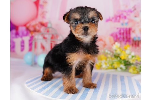 成約済の千葉県のヨークシャーテリア-275747の6枚目