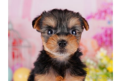 成約済の千葉県のヨークシャーテリア-275747の1枚目