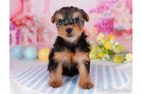 成約済の千葉県のヨークシャーテリア-275747の7枚目