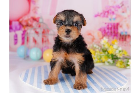 成約済の千葉県のヨークシャーテリア-275747の8枚目