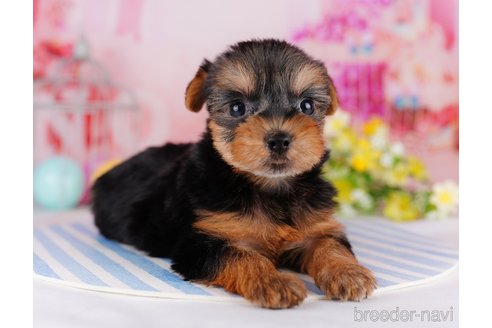 成約済の千葉県のヨークシャーテリア-275747の9枚目