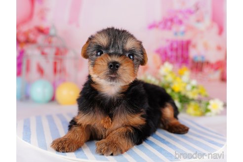 成約済の千葉県のヨークシャーテリア-275747の10枚目