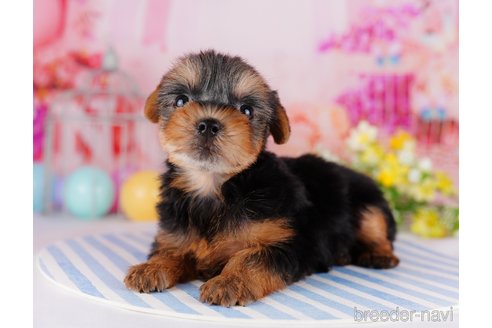 成約済の千葉県のヨークシャーテリア-275747の4枚目