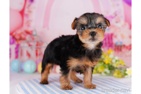 成約済の千葉県のヨークシャーテリア-275747の3枚目