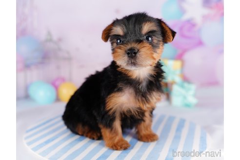 成約済の千葉県のヨークシャーテリア-275749の12枚目