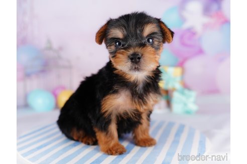 成約済の千葉県のヨークシャーテリア-275749の13枚目