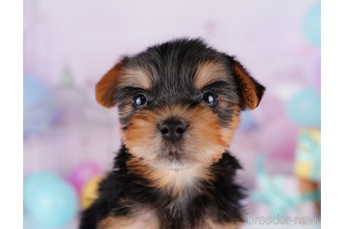 成約済の千葉県のヨークシャーテリア-275749の1枚目