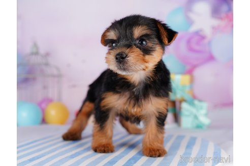 成約済の千葉県のヨークシャーテリア-275749の9枚目