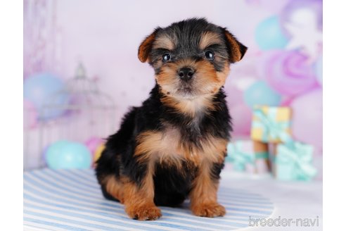 成約済の千葉県のヨークシャーテリア-275749の11枚目