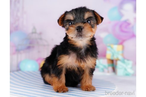 成約済の千葉県のヨークシャーテリア-275749の3枚目