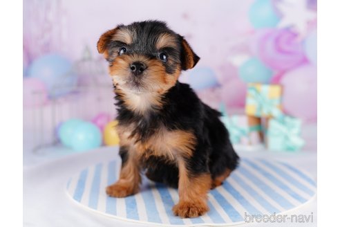 成約済の千葉県のヨークシャーテリア-275749の4枚目