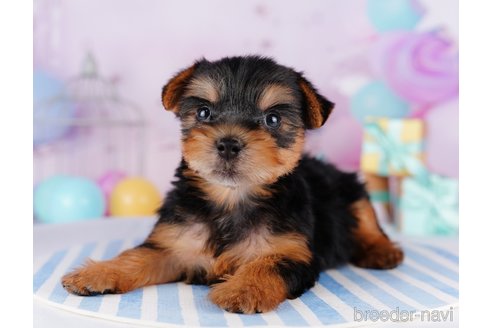 成約済の千葉県のヨークシャーテリア-275749の5枚目