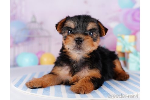 成約済の千葉県のヨークシャーテリア-275749の6枚目