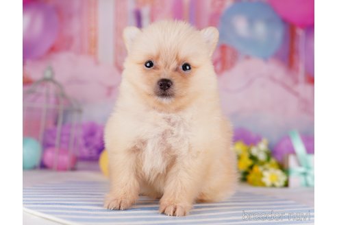 成約済の千葉県のポメラニアン-275751の6枚目